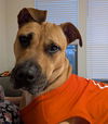 adoptable Dog in Rosenberg, TX named POLLY