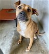 adoptable Dog in rosenberg, TX named POLLY