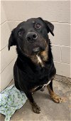 adoptable Dog in rosenberg, TX named BALDWIN