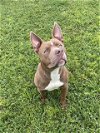 adoptable Dog in rosenberg, TX named ZENA