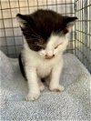adoptable Cat in rosenberg, TX named BOOGIE