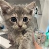 adoptable Cat in rosenberg, TX named PEONY