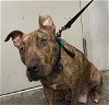 adoptable Dog in rosenberg, TX named TIGRESS