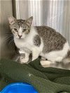 adoptable Cat in rosenberg, TX named CAT