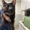 adoptable Cat in rosenberg, TX named TIPPY