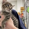 adoptable Cat in rosenberg, TX named TATIANA
