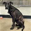 adoptable Dog in rosenberg, TX named RAMBO