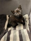 adoptable Cat in rosenberg, TX named VICTOR