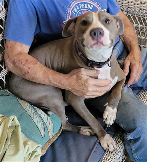 picture of the dog needing adoption