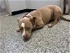 adoptable Dog in rosenberg, TX named DOLLY