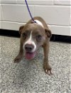 adoptable Dog in rosenberg, TX named DAISY