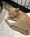 adoptable Cat in rosenberg, TX named CROISSANT