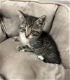 adoptable Cat in rosenberg, TX named YOSHI