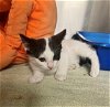 adoptable Cat in rosenberg, TX named SALMON