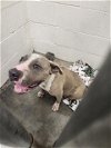 adoptable Dog in , TX named MONICA