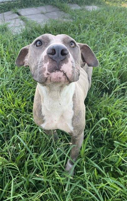adoptable Dog in Rosenberg, TX named MONICA