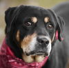 adoptable Dog in  named ALFIE