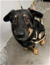 adoptable Dog in , TX named LEO