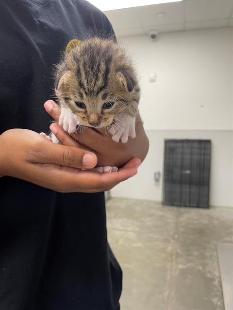 adoptable Cat in Rosenberg, TX named FABIO