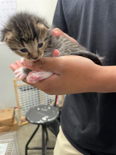 adoptable Cat in Rosenberg, TX named FOREST