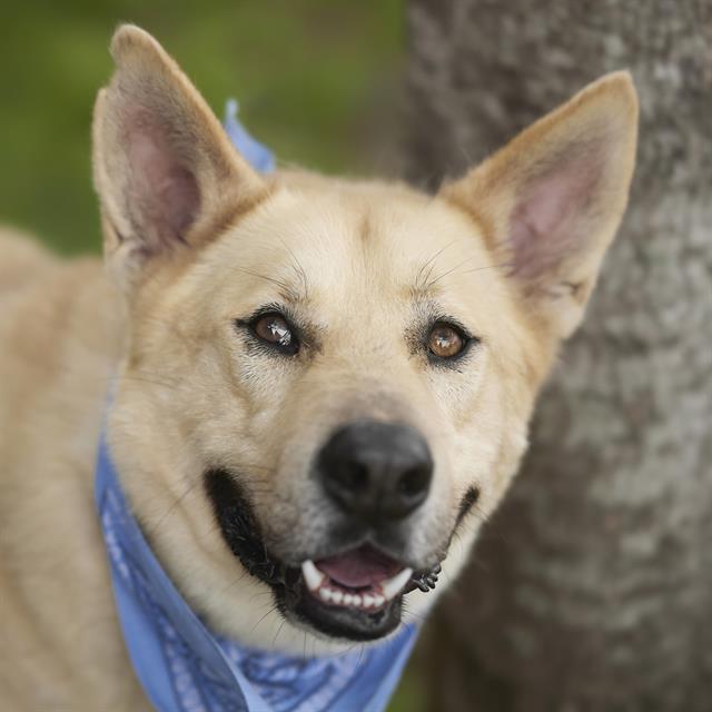 adoptable Dog in Rosenberg, TX named BROCK