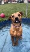 adoptable Dog in  named JERSEY