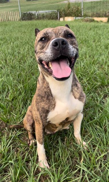 adoptable Dog in Rosenberg, TX named MADAME