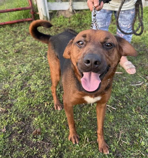picture of the dog needing adoption