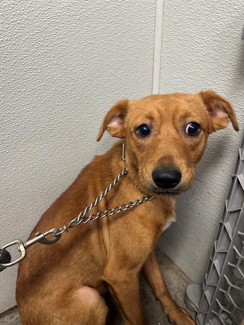 picture of the dog needing adoption