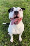 adoptable Dog in  named PECAN