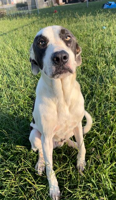 adoptable Dog in Rosenberg, TX named ROGUE