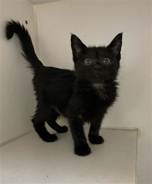 picture of the cat needing adoption