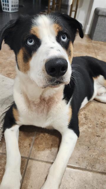 adoptable Dog in Rosenberg, TX named AUSSIE