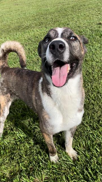 adoptable Dog in Rosenberg, TX named BUMBLEBEE
