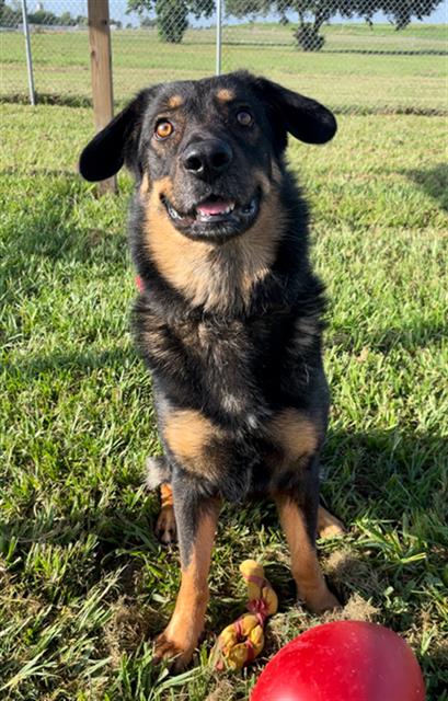 adoptable Dog in Rosenberg, TX named LEO