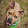 adoptable Dog in  named BIG MOMMA