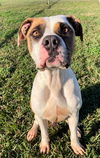 adoptable Dog in  named BUDDY JOE