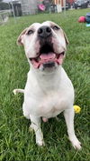 adoptable Dog in  named ZIPP