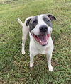 adoptable Dog in  named DAWSON