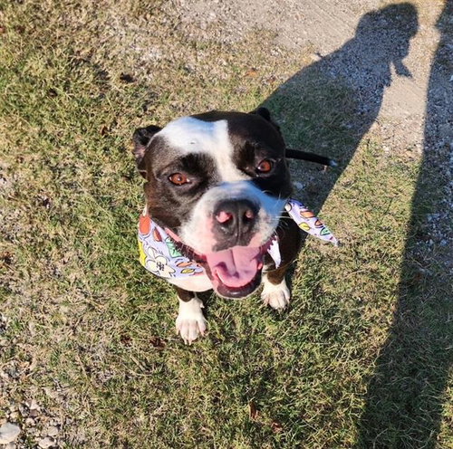 picture of the dog needing adoption