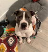 adoptable Dog in  named ROWDY
