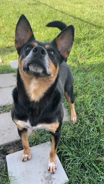 adoptable Dog in Rosenberg, TX named BANDIT