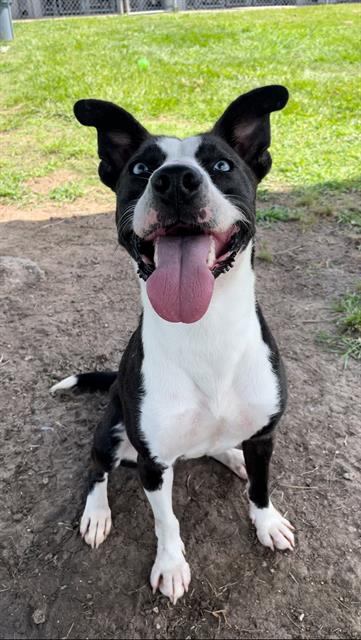 adoptable Dog in Rosenberg, TX named SALLY