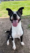 adoptable Dog in  named SALLY