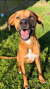 adoptable Dog in  named RASCAL
