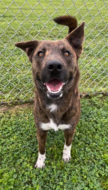 adoptable Dog in Rosenberg, TX named MARJORIE