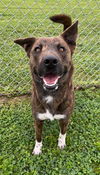 adoptable Dog in  named MARJORIE