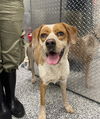 adoptable Dog in  named NIPSEY