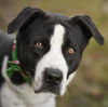 adoptable Dog in  named AIZEN