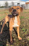 adoptable Dog in  named SADIE